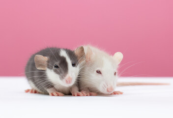 Two friendly thick Siamese rats Dumbo lie lie together in an embrace on a white background. Chinese New Year symbol
