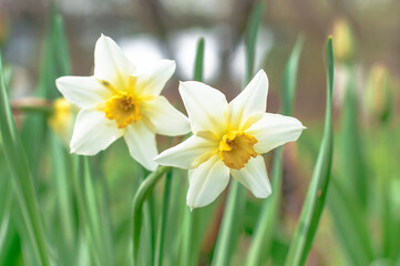 Two Narcissus flowers in garden close up, wonderful white blossom with white petals and yellow core. Flowers macro image, flower bed scenery, floriculture