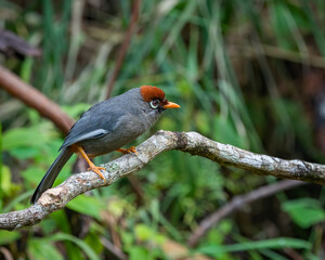 Chestnut-capped Laughingthrush perching eye level on tree branch