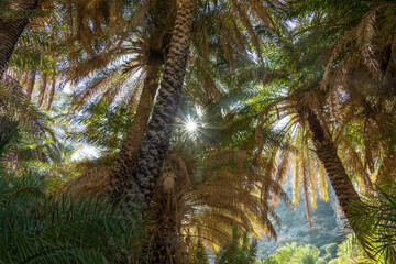 Exotic palm groves at the end of the Preveli gorge where the Megas river encounters the Libyan sea,...