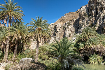 Fototapeta na wymiar Exotic palm groves at the end of the Preveli gorge where the Megas river encounters the Libyan sea, in a secluded white sand beach, Crete, Greece