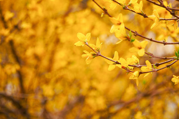 Yellow forsythia blooming in spring