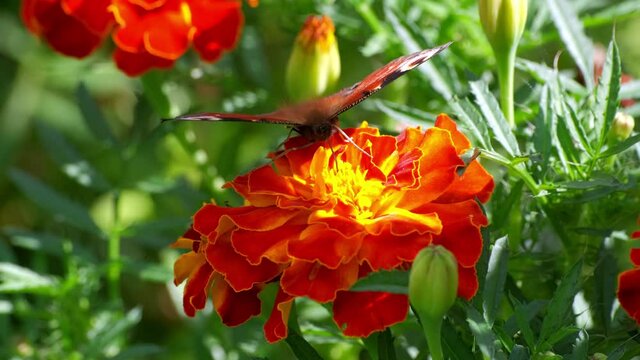 Butterfly in summer park. Graceful little incest with patterned wings sits on bright marigold pollinating flowers with green leaves close view