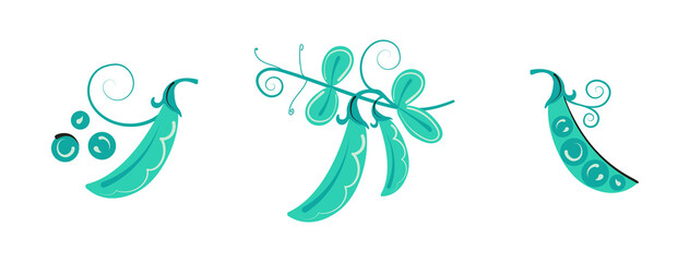 Set of vector art green pea pods. Isolated decorated illustration