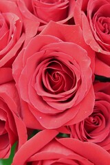 close up of red roses