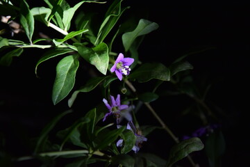 Delicate purple flowers plants at night