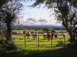 Serene landscape of cows on the pasture on the farmland in daylight, Ireland