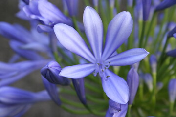 Flor de Agapanthus umbellatus, color Azul, origen Africa,  florece en Primavera, forma un bonito diseño natural con fondo de sus tallos verdes