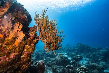 Foto auf Leinwand Seascape with various fish, coral, and sponge in the coral reef of the Caribbean Sea, Curacao © NaturePicsFilms