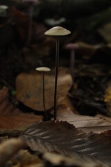 Marasmius alliaceus