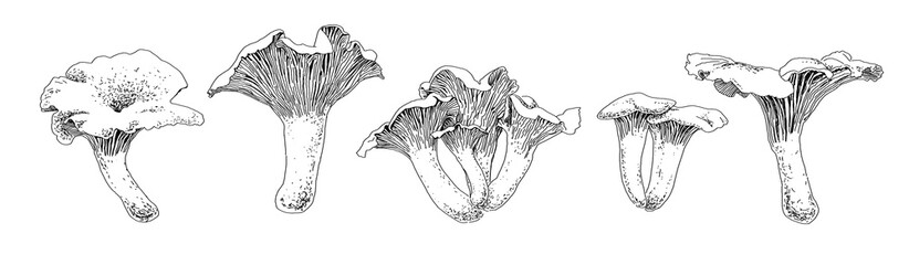 A set of chanterelle mushrooms drawn with graphics in black and white. For poster, stickers, sketchbook cover, print, your design.