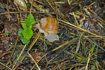 Gehäuseschnecke