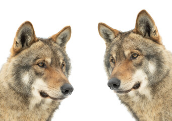 portraits of gray wolves isolated on white background