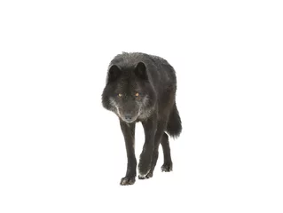 Fotobehang walking canadian black wolf isolated on white background © fotomaster