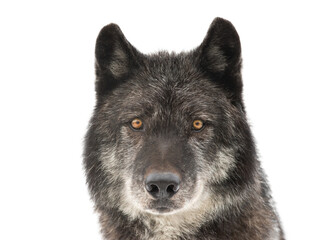 portrait of canadian black wolf isolated on white background