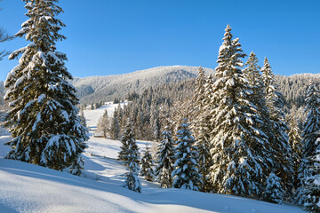 Pine trees covered with fresh fallen snow in winter mountain forest on cold bright day