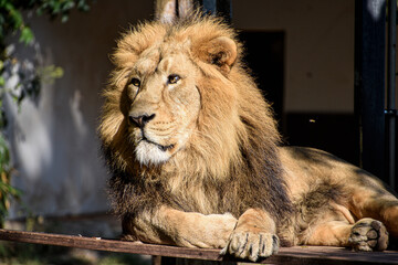 Lion , Portrait Wildlife animal , isolated 
