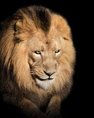 Fototapeta na wymiar Lion , Portrait Wildlife animal , isolated 