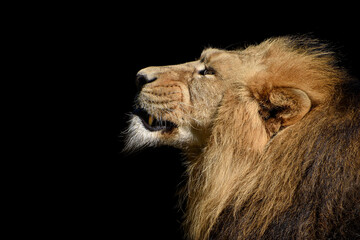 Lion , Portrait Wildlife animal , isolated 