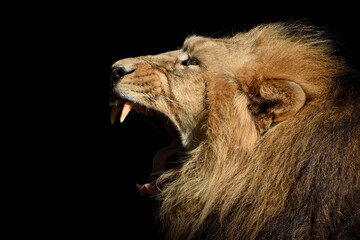 Lion , Portrait Wildlife animal , isolated 