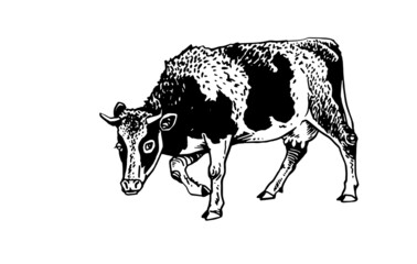 Vector cow standing ,isolated on white illustration,farm animal