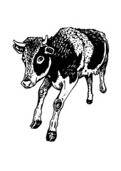 Vector cow standing ,isolated on white illustration,farm animal