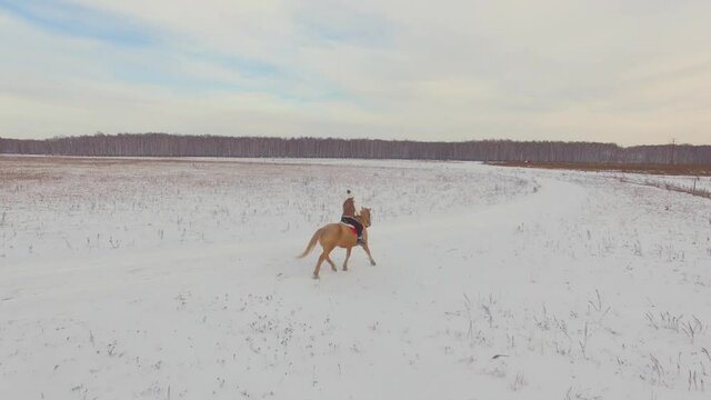 Aerial shooting in motion. Young rider in fur vest white sweater riding big beautiful beige horse in snowy winter ranch around field surrounded by forest. Girl is trotting on stallion. Cloudy weather