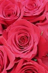 red roses background
