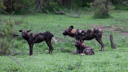 Wild dogs in the wild