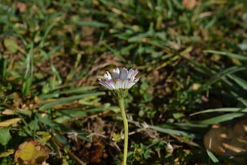 one daisy 