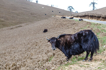 Black Yak in the field in Phokjikha Valley, central Bhutan, Asia