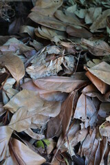 pile of dead leaf