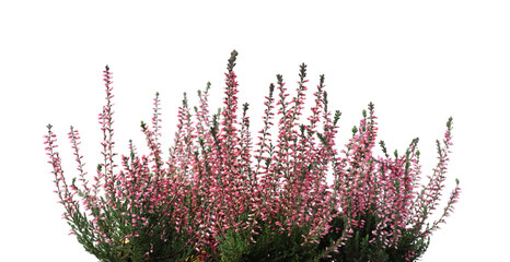 Heather with beautiful flowers on white background
