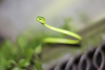 Obraz premium Ahaetulla prasina in the wall