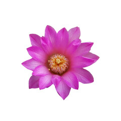 Closeup, Violet cactus flowers blossom bloom isolated on white background, The beauty of natural flowers, Floral summer, Houseplant