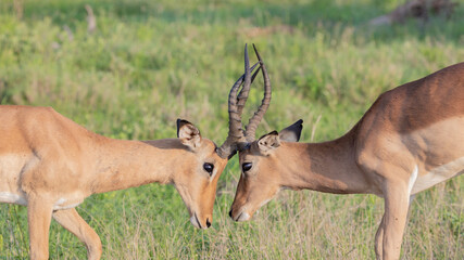 two impala rams fighting