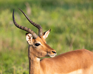 Impala ram in golden light
