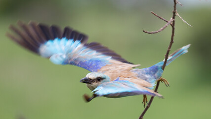 European roller in flight