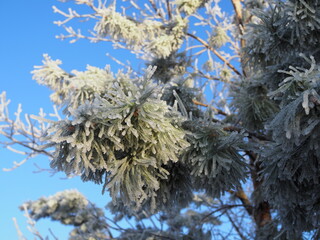 Winter. Frost. Pine branches are covered with a thick layer of frosty frost. In kontrazhur, the frost glistens in the sun.