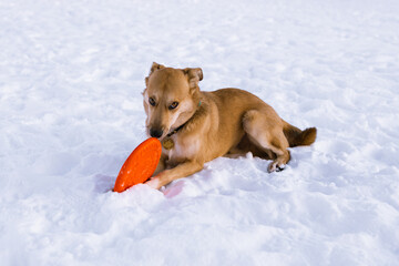 Red hair domestic lying dog with collar playing with toy.