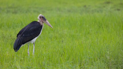 a Marabou stork in green grass