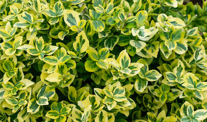Euonymus fortunei Emerald gold with visible details. background
