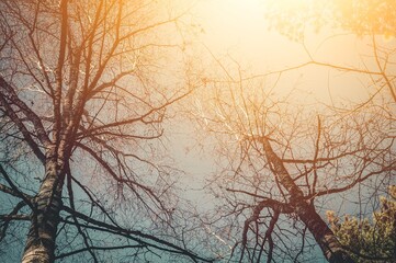 Dead trees. Dry old trees in the forest. Selective focus, abstract background