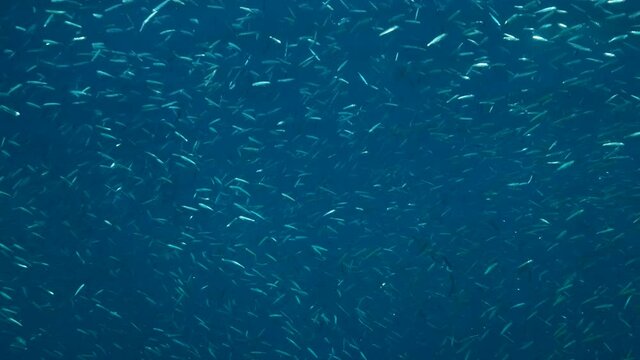 Massive shoal of Blue sprat, Delicate round herring or blueback sprat (Spratelloides delicatulus). Massive school of small fish swims in the blue water in sunrays. Slow motion