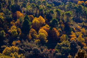 Fototapeta na wymiar Autumn trees and leaves. Autumn landscape. Autumn at Valle del Genal.Otoño en el Valle del Genal.