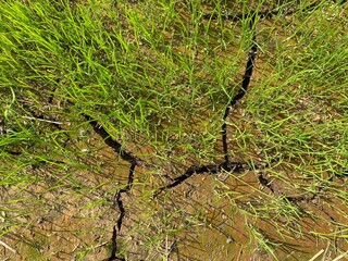 Rice Plant in Rice Farm on Crack Soil