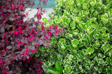 the background of a green boxwood bush with round leaves and a Chinese fringed flower with leaves...