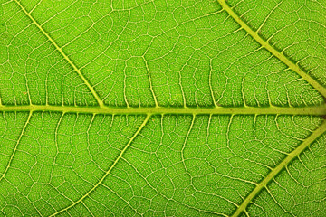 VEINING SYSTEM ON A GREEN FIG LEAF