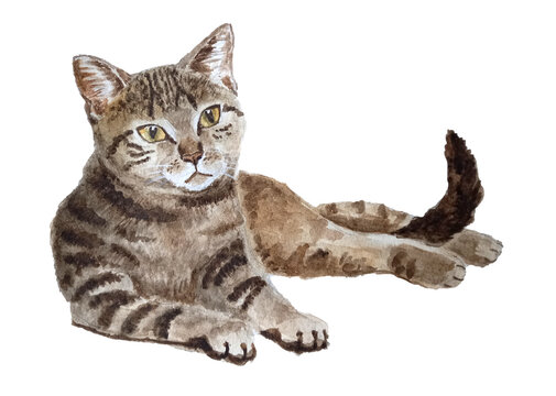 Lying tabby cat. Watercolor hand drawn illustration, isolated on white background.
