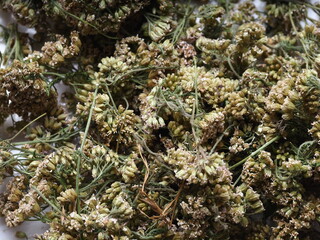 dry leaves of a medicinal plant yarrow